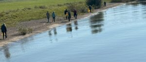 Rijnjutters lopen langs het strand van de Rijn in Duiven/Westervoort