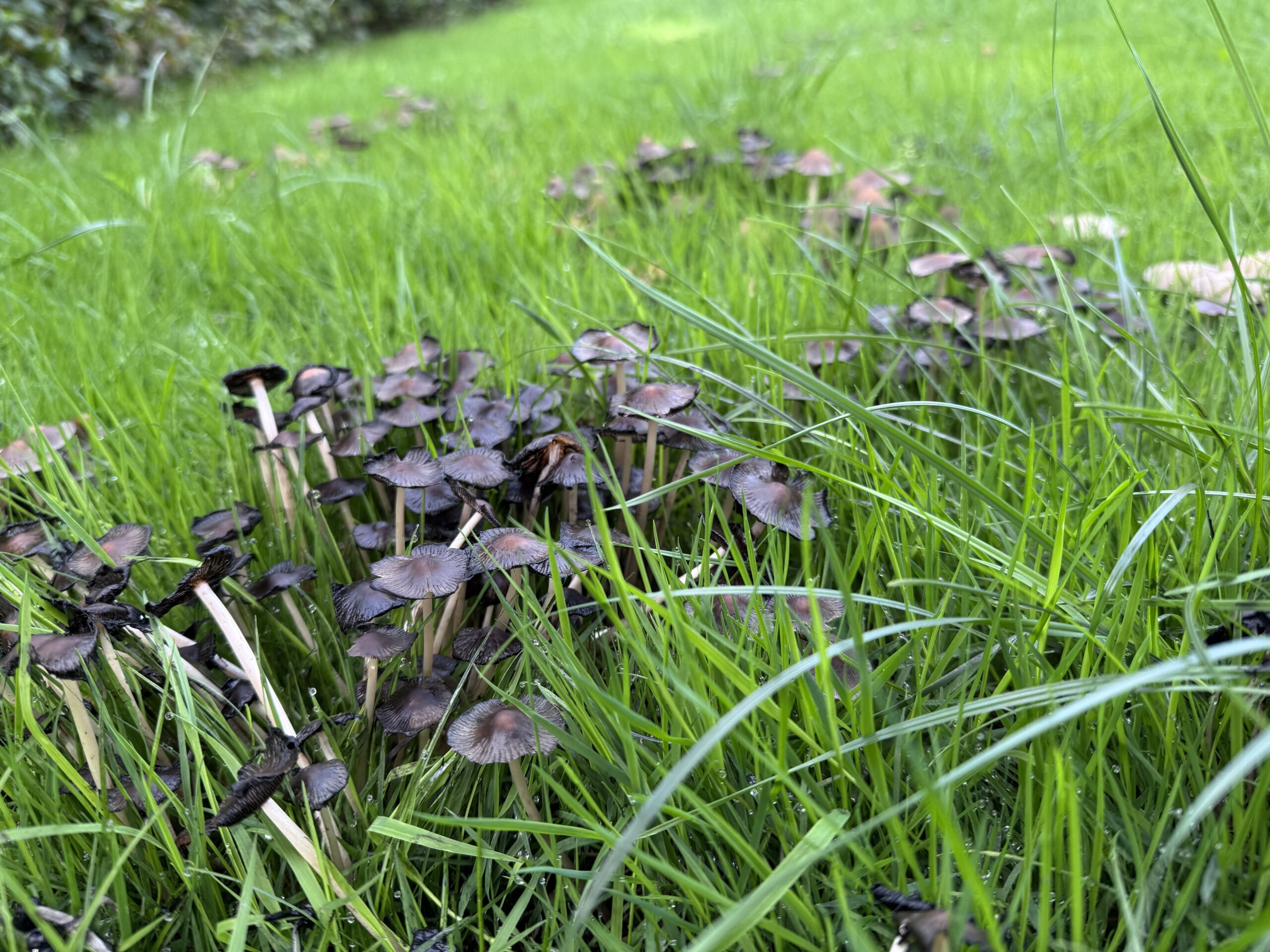 05 paddestoelen