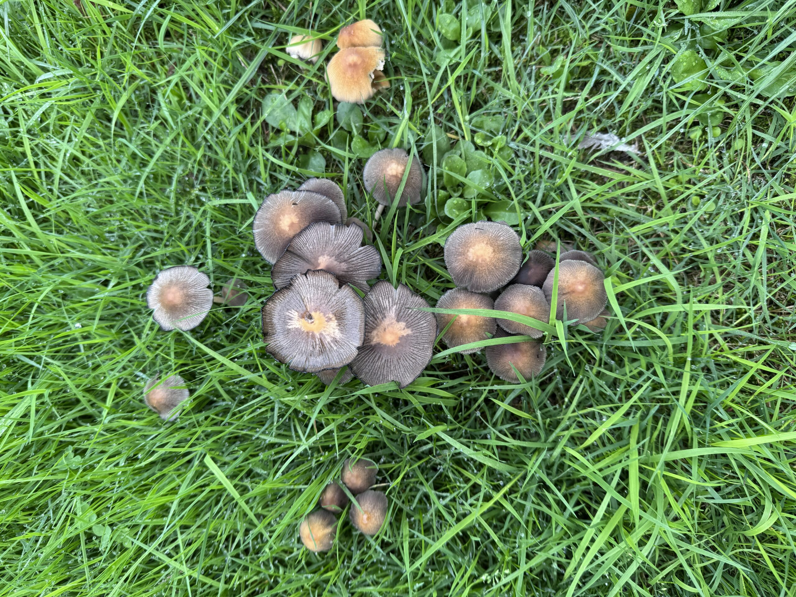 06 paddestoelen2